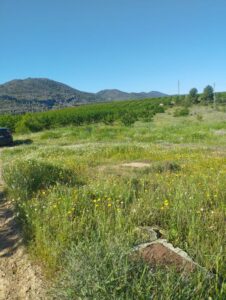 Prado verde en terreno inmobicasasbullas