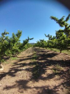 Terreno plantado de melocotoneros inmobicasasbullas