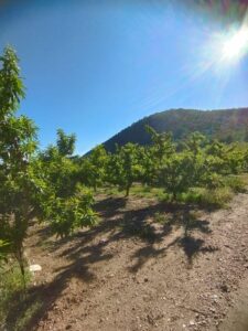 Tierra cultivada de almendras inmobicasasbullas