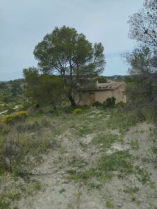 Vegetacion terreno inmobicasasbullas.