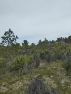 Vegetacion terreno inmobicasasbullas.