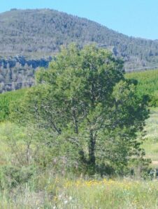 arbol terreno inmobicasasbullas