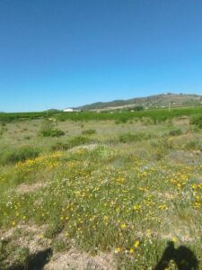 floral inmobicasasbullas