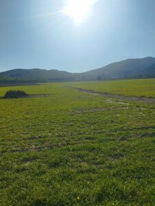 hierva verde azeniche