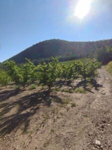 terreno inmobicasasbulas