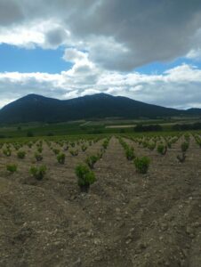 viña con uva inmobicasasbullas