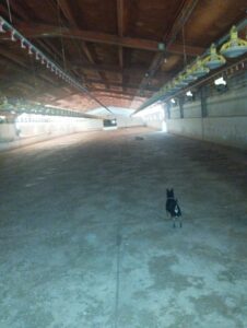 nave inmobicasasbullas