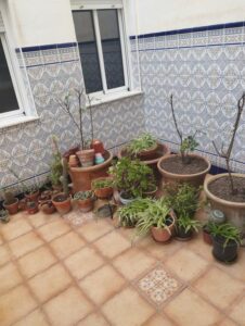 patio con plantas inmobicasasbullas